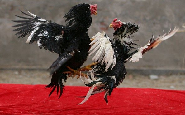 Cách lựa gà chiến